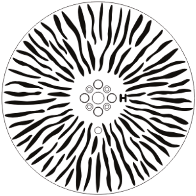 Animation Wheel 10